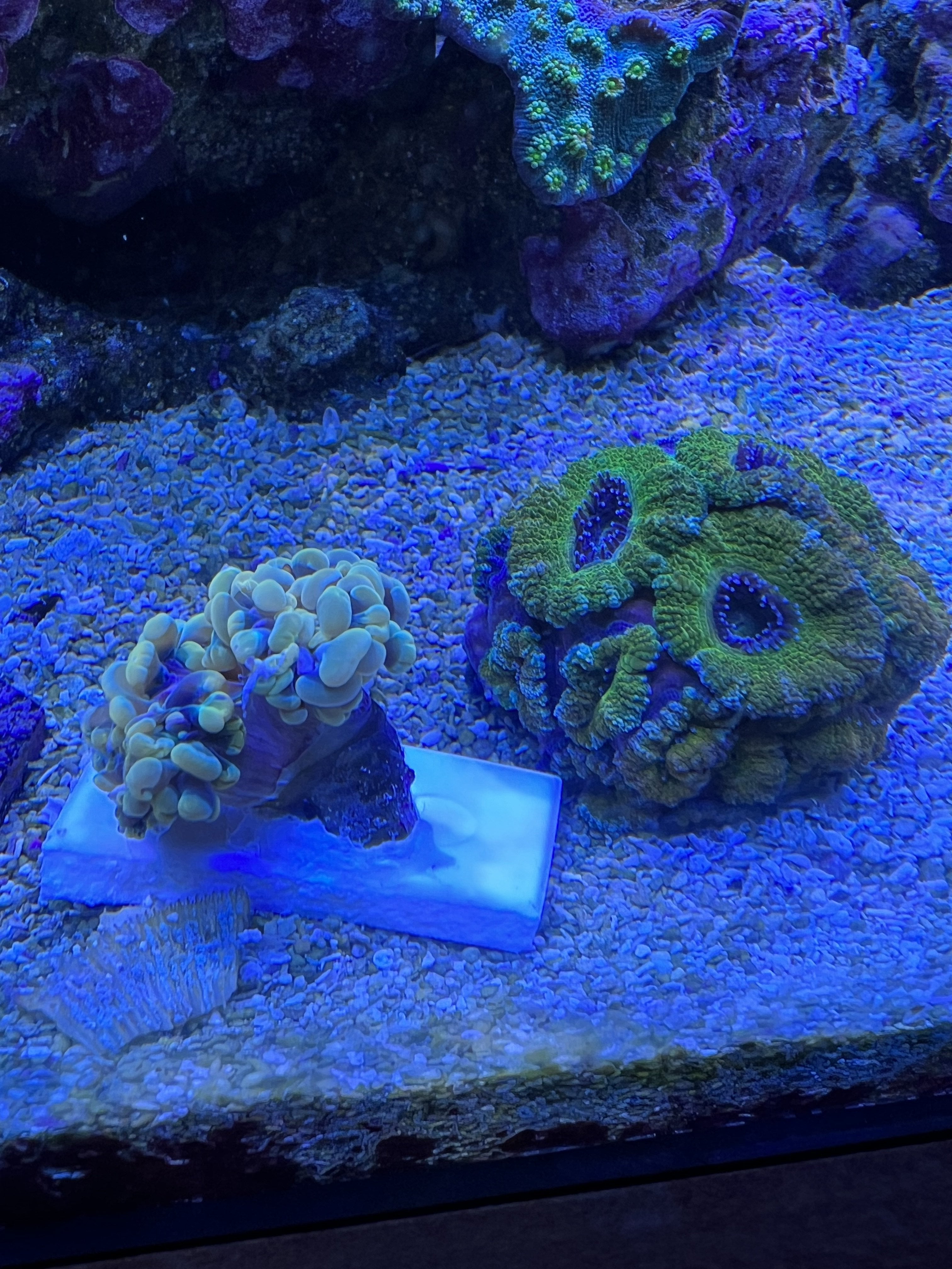 Gold/Rainbow Hammer and Large Acan