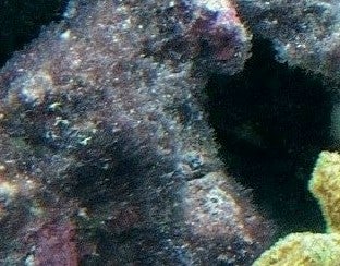 Weird maroon algae growths (not cyano) | Michigan Reefers